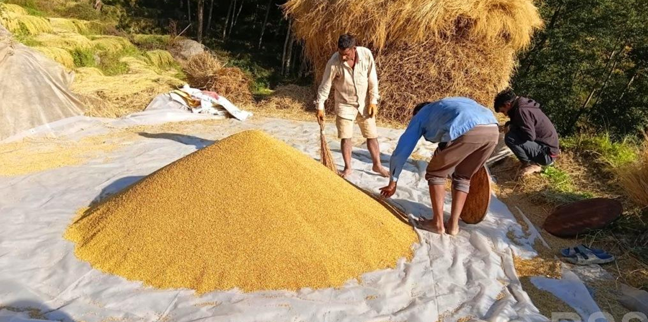 धान थन्क्याउन किसानलाई युवा जनशक्ति पाउनै मुस्किल