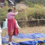 पानी पर्ने डरले किसानलाई धान भित्र्याउन भ्याइनभ्याई