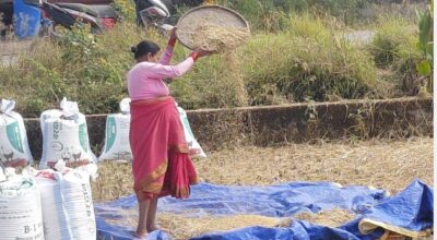पानी पर्ने डरले किसानलाई धान भित्र्याउन भ्याइनभ्याई