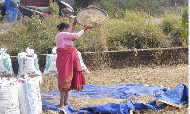 पानी पर्ने डरले किसानलाई धान भित्र्याउन भ्याइनभ्याई