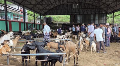 चाडपर्व नजिकिएसँगै धरानमा खसीबोकाको कारोबार बढ्यो
