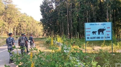 किसानलाई हात्तीबाट धानबाली जोगाउने चिन्ता