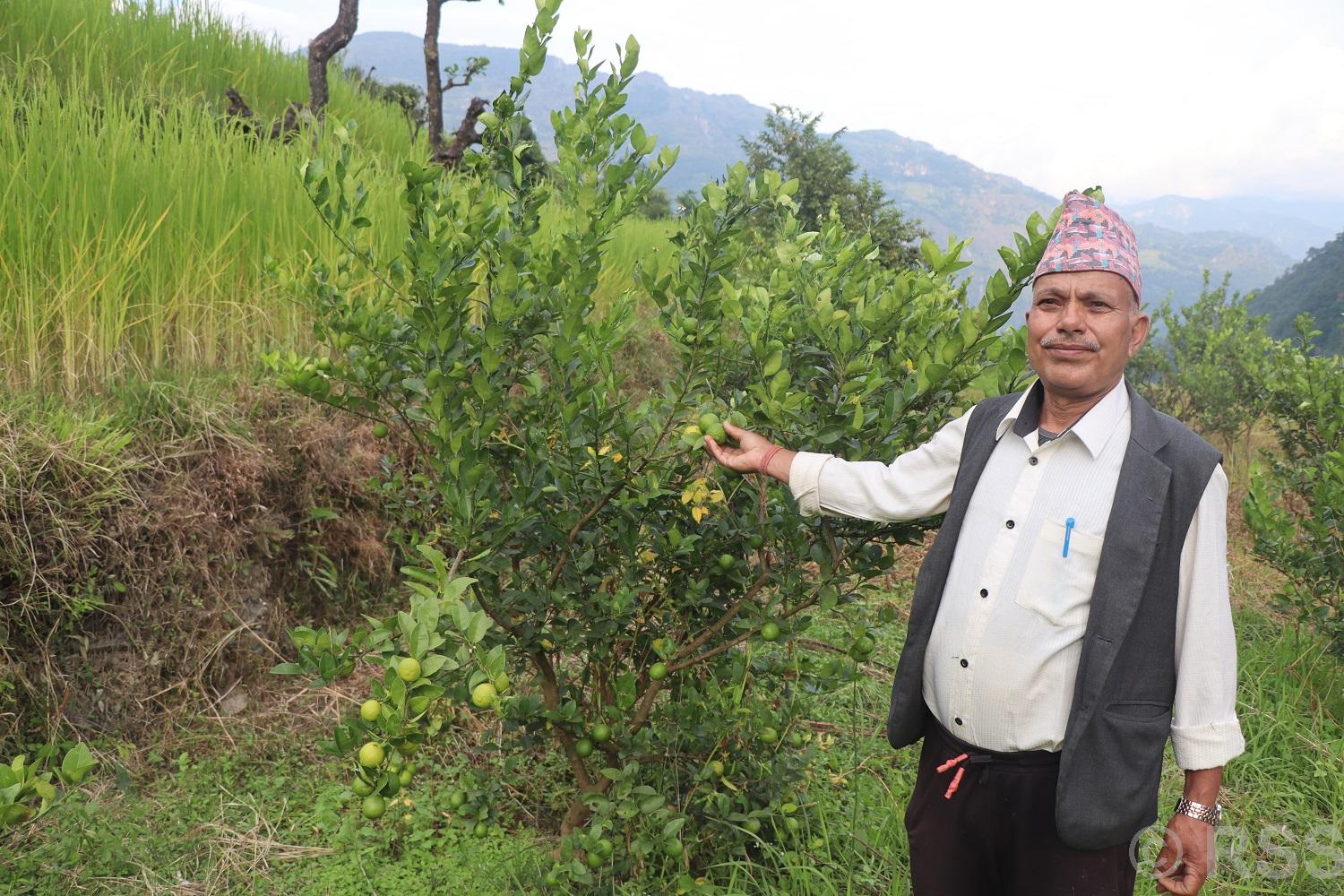 कृष्णलाल सापकोटा