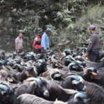 रेशमी मार्गको विरासत धानेको च्यांग्रा व्यापार