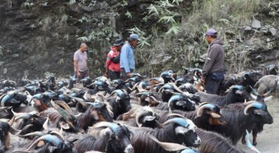 रेशमी मार्गको विरासत धानेको च्यांग्रा व्यापार