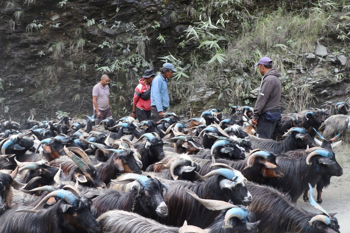रेशमी मार्गको विरासत धानेको च्यांग्रा व्यापार