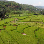 तनहुँमा तरकारी र धान खेतीको क्षेत्रफल विस्तार