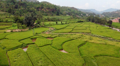 तनहुँमा तरकारी र धान खेतीको क्षेत्रफल विस्तार